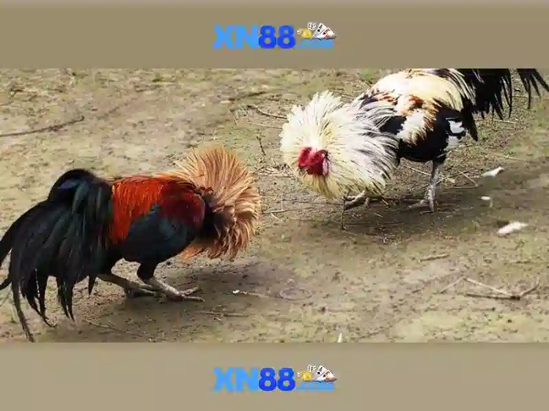Nền tảng và công nghệ