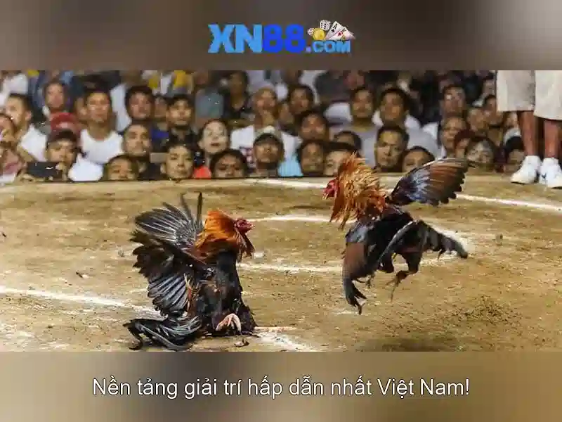 xn88 là gì và tại sao nổi bật