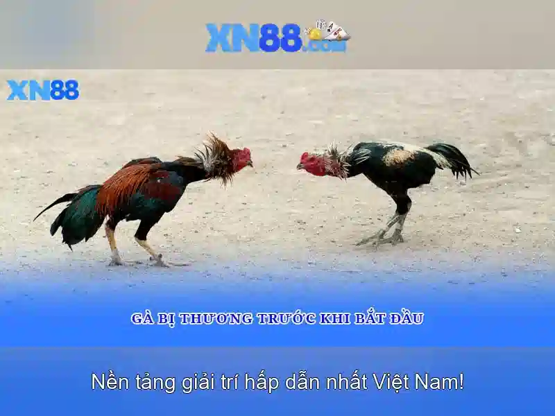 Giới thiệu về xn88