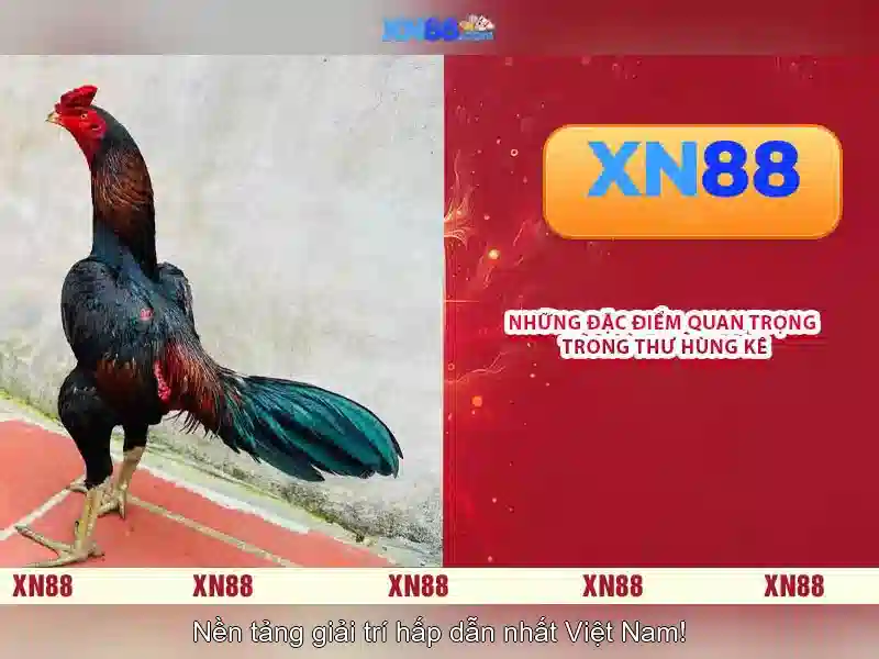 XN88: Nền tảng giải trí và trò chơi trực tuyến