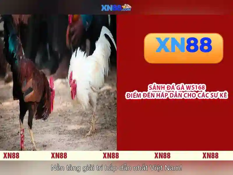 Cách tham gia xn88 Cách tham gia xn88